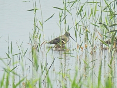 Limnodromus semipalmatus