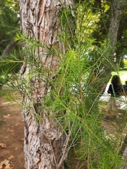 Melaleuca armillaris