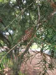Melaleuca armillaris