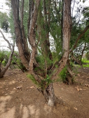 Melaleuca armillaris