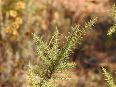 Ulex argenteus argenteus
