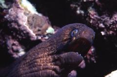 Gymnothorax breedeni