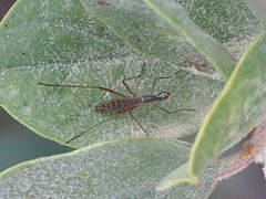 Micropeza grallatrix