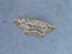 Peribatodes perversaria