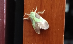 Aergina hilaris