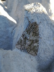 Olivenebula xanthochloris