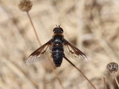 Exoprosopa rivularis