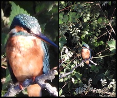 Alcedo atthis ispida