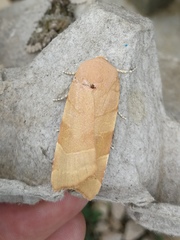 Noctua fimbriata