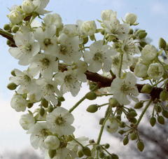 Dombeya rotundifolia image