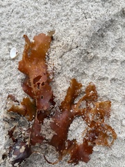 Fucus serratus