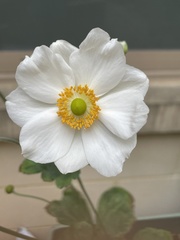 Eriocapitella × hybrida