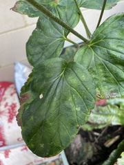 Eriocapitella × hybrida