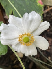 Eriocapitella × hybrida