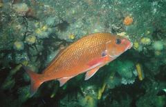 Chirodactylus jessicalenorum