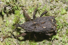Styphlotelus fascicularis