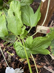 Eriocapitella × hybrida