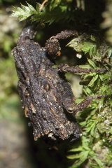Styphlotelus fascicularis