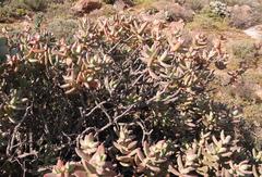 Crassula macowaniana