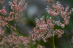 Polygonella polygama