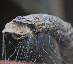 Paramatachia decorata