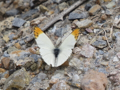 Colotis evagore
