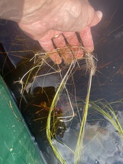 Eleocharis robbinsii