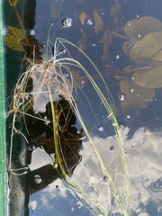 Eleocharis robbinsii