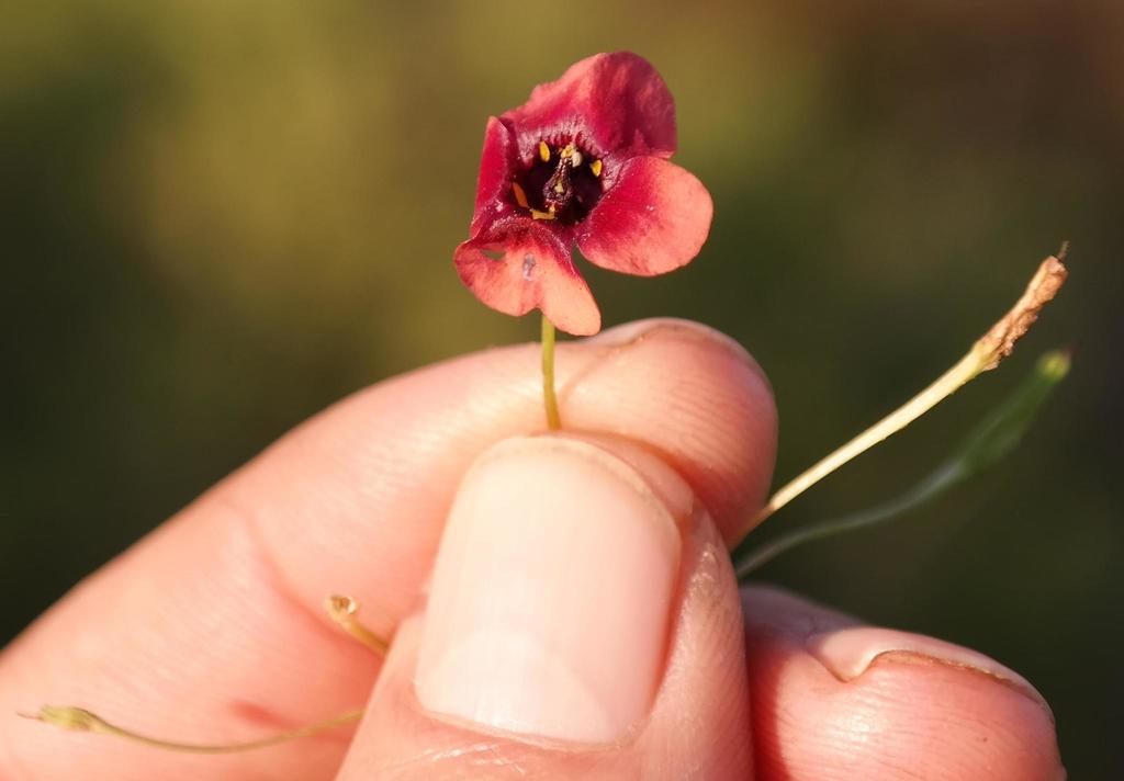 Diascia ellaphieae
