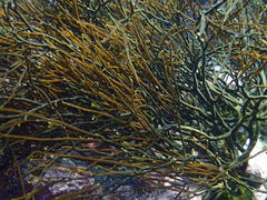 Bifurcariopsis capensis