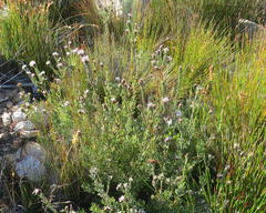 Paranomus centaureoides