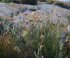 Paranomus centaureoides