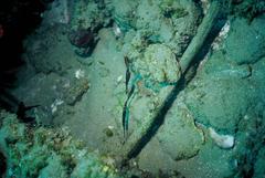 Solenostomus cyanopterus