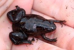 Xenopus gilli