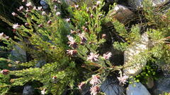 Paranomus centaureoides