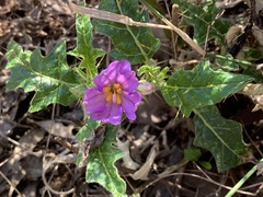 Solanum cinereum