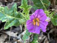 Solanum cinereum