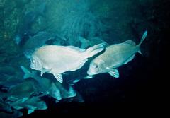 Polyamblyodon germanus