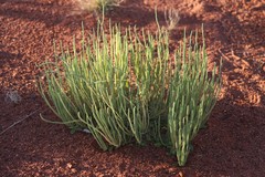 Dysphania rhadinostachya