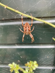 Araneus diadematus