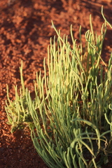 Dysphania rhadinostachya