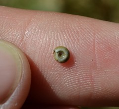 Bathyomphalus contortus