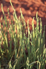 Dysphania rhadinostachya