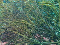 Brassicophycus sisymbrioides