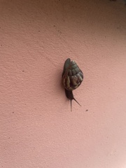Lissachatina fulica