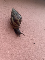 Lissachatina fulica