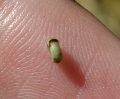Bathyomphalus contortus