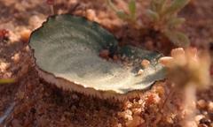 Eriospermum subincanum