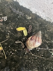 Lissachatina fulica