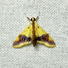 Tetracona pictalis